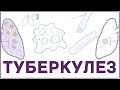 Туберкулез - микобактерия, симпмтомы, патофизиология, диагностика, лечение