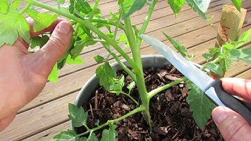 Pruning Indeterminate Tomatoes in Containers and Identifying Tomato 