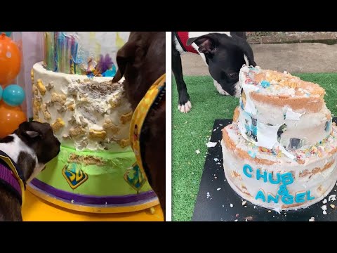 Baker Creates Stunning Dog Birthday Cakes! (Boutique Cakes For Pooches!)