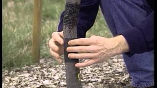 Insect Pest Barrier to Keep Crawling Insect Pests out of trees