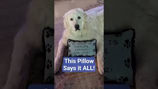 Download Lagu HAIR!!! IT'S EVERYWHERE!! #greatpyrenees #funny #fun #pets #puppy #shed#dog MP3