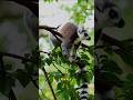 “Communication Through Scent?!”#lemur #wildlife #foryou