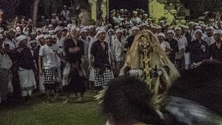 Prosesi Ngereh / Mecucian tiga Pelawatan Barong dan Rangda di Pura Dalem Tunon Desa Adat Kuta