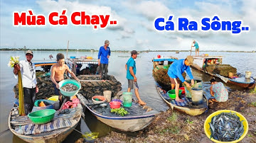 LŨ rút" Cá CHẠY RA SÔNG nghề CỬA NGỤC săn Cá đồng//Lai rai Cá Chạch nướng