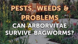Can Arborvitae Survive Bagworms?