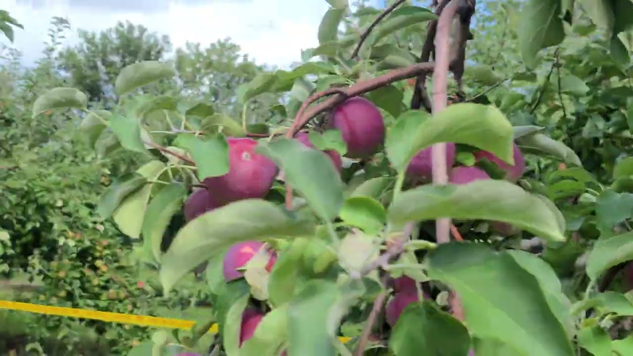 Afton Apple 🍎 orchad..Aug 202022 P7 YouTube