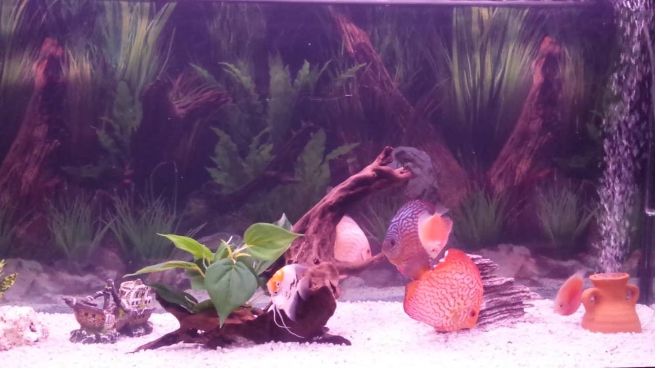 Il mio acquario - YouTube