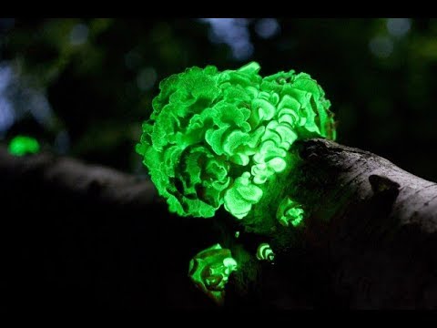 Top 10 Amazing Bioluminescent Organisms