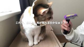 ファーミネーターと猫　/  My cat likes Furminator or not????