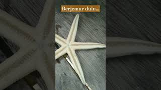 Bintang Laut #bintang #lautbatam #shorts