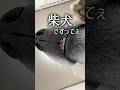 柴犬かどうかも怪しいな #柴犬 #柴犬のいる暮らし
