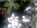 Весеннее цветение ежевики ремонтантной Черная магия(Blackberry Black Magic)