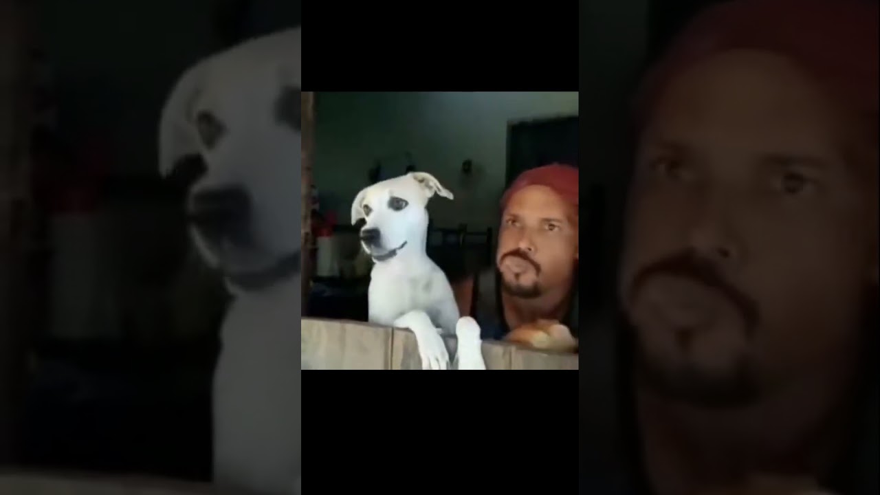 Average Balkan entertainment