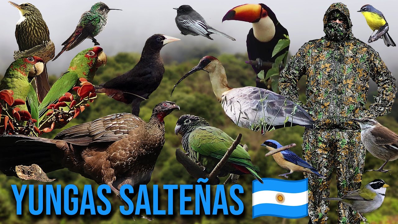 AVES Y FAUNA DE LAS YUNGAS SALTEÑAS | PROBANDO CAMUFLAJE | SALTA ARGENTINA