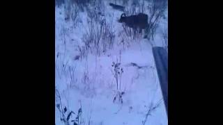 Зимняя охота дагестан(Зимняя охота дагестан., 2016-08-06T12:39:02.000Z)