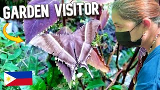 GIANT MOTH VISITS OUR GARDEN IN THE PHILIPPINES | LYSSA ZAMPA OR TROPICAL SWALLOWTAIL MOTH