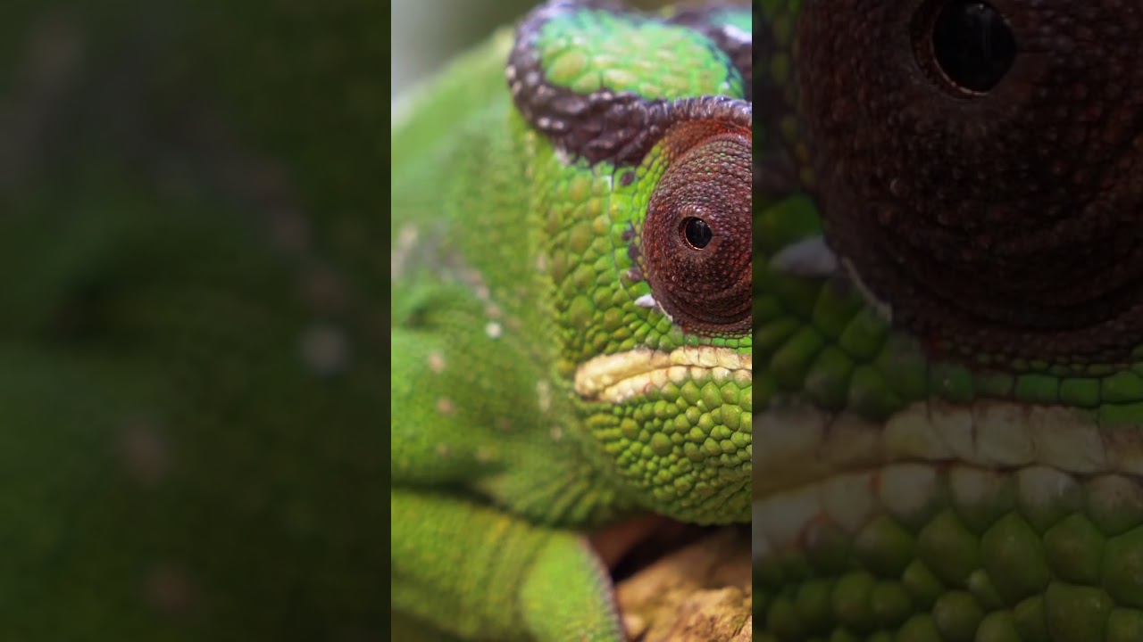 Folk Norwegian Folk Song a Var Jeg En Sangfugl