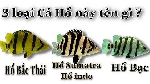 Cách mình phân biệt cá Hổ Bắc Thái Hổ Indo Sumatra Hổ Bạc How to distinguish Tiger Fish ?