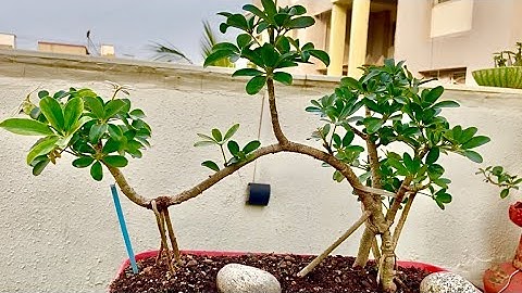 🌿✨ Air Layering Made Easy! | Grow Roots on Any Branch 🌱 Step-by-Step Guide 🔥