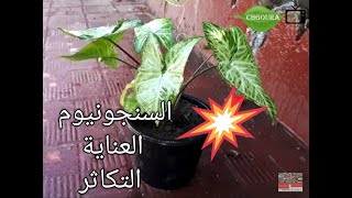 السنجونيوم،كف الوزة،رجل البطة ?طرق العناية به وتكاثره syngonium@chgoura tv - شكورة تي في