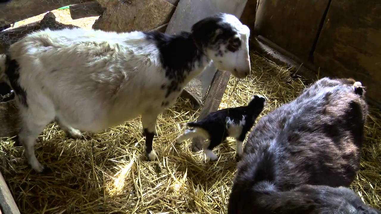 lamancha goats