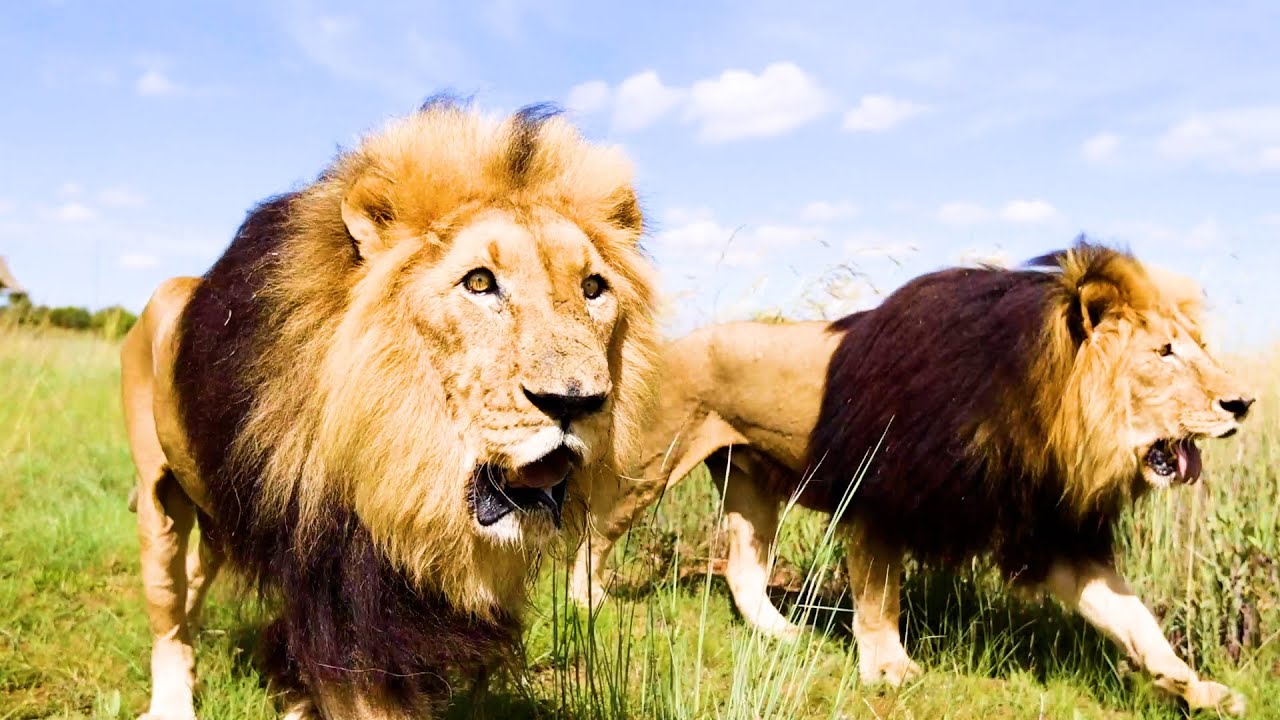 Eight Things You Never Knew About Lions | The Lion Whisperer