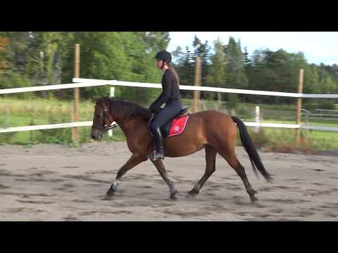poni vasemmalle hinta