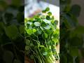 Methi benefit #methi #fenugreek #shortsfeed #shorts #youtubeshorts #ytshorts #viral #trending #yt