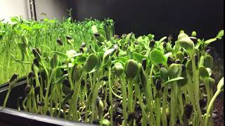 Sunflower Microgreens Timelapse