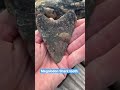 Florida Shark tooth found fossil hunting after Hurricane Ian! 🤿🦈🌀#shorts