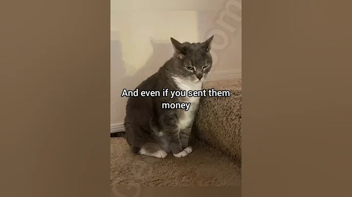 They will send it back #cat #funny #fyp #meme #georgieebom