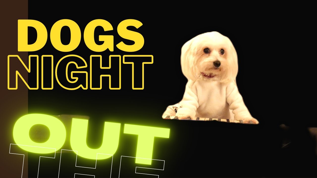 When Dogs Are Clubbing🐶 Maltese Dog on Keyboards Piano , Dog Party