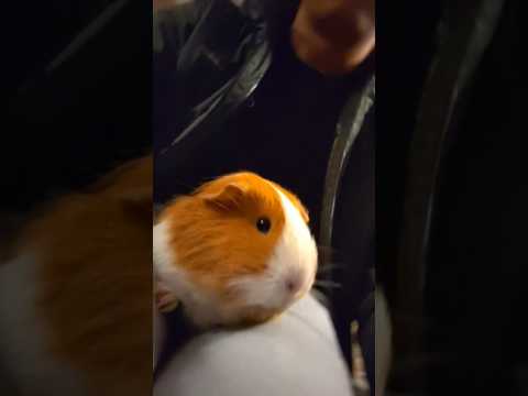 Say hello to the new edition 🐹 Georgie ❤️🙏🏼 #guineapig #trending #shorts #love #animals