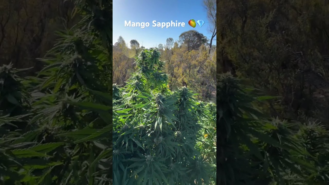 Mango Sapphire - Humboldt Seed Organisation 