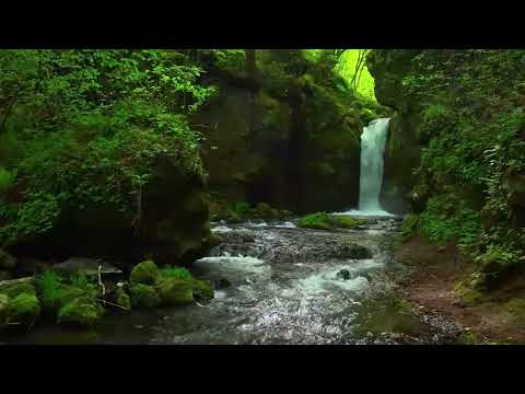 🌿 Forest River Sounds for Deep Sleep 😴 | Relaxing Nature Ambience for Study & Stress Relief