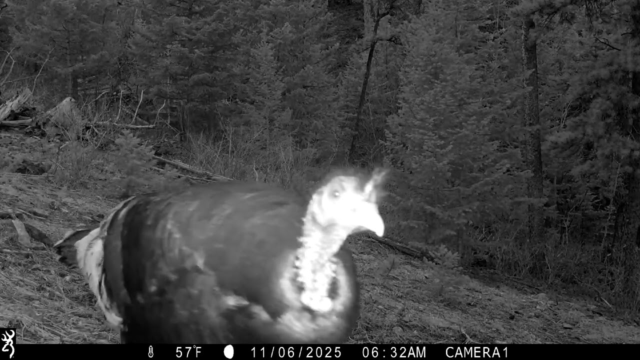 Merriam's turkeys, early morning