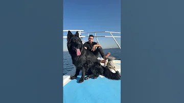 الكلب مات 