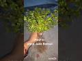Jade Bonsai Repotting Tips You Must Know| #shortvideo #naturelovers #ytshorts #natureandme91