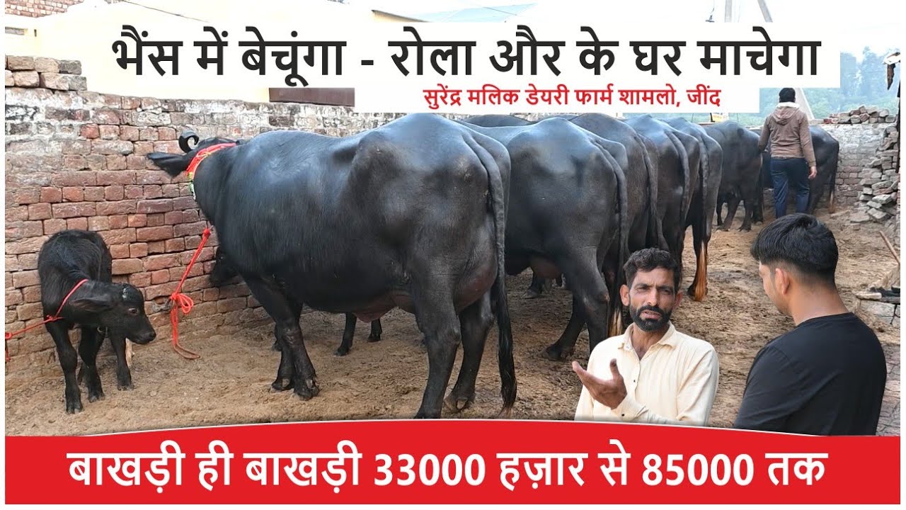 Бахри только Бахри от 33000 до 85000 || 5 БУУФАЛО || МОЛОЧНАЯ ФЕРМА СУРЕНДЕР МАЛИК САМЛО, ДЖИНД