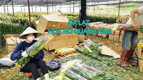 Khám phá Vườn hoa Cúc tiền tỷ ở Đà Lạt | Quy trình trồng và chăm sóc hoa cúc Đà Lạt | Đà Lạt TV