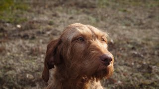 Drótszőrű magyar vizsla  Magyar kutyafajták (9 magyar kutya) oktató és dokumentumfilm