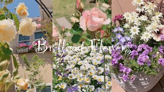 《輝く花》ガーデニング＊花いっぱいの庭づくり《T's Garden》