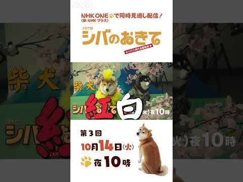 【ドラマ10 シバのおきて】大東駿介 飯豊まりえ 第3回 15秒PR | NHK | #shorts