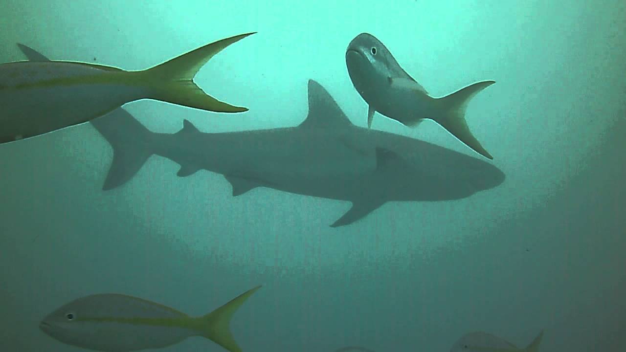 The shark and the friendly grouper