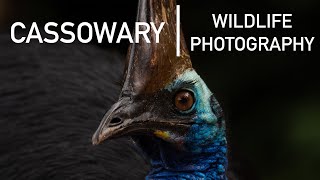 Cassowary Wildlife Photography in Far North Queensland Australia