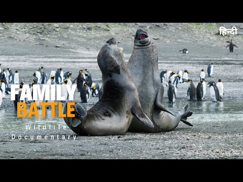 Battle for Family - हिन्दी डॉक्यूमेंट्री | Wildlife documentary in Hindi