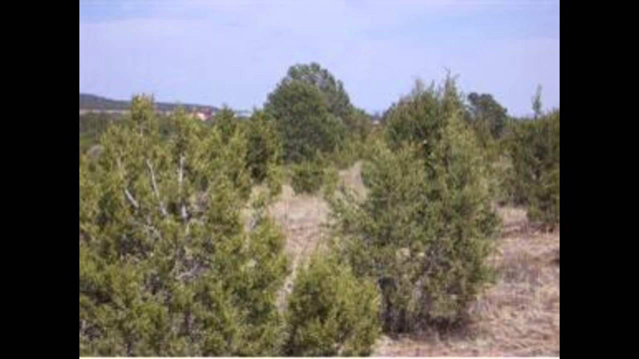 Lands in Sherwood Rd Tajique, NM 87057 for Sale YouTube