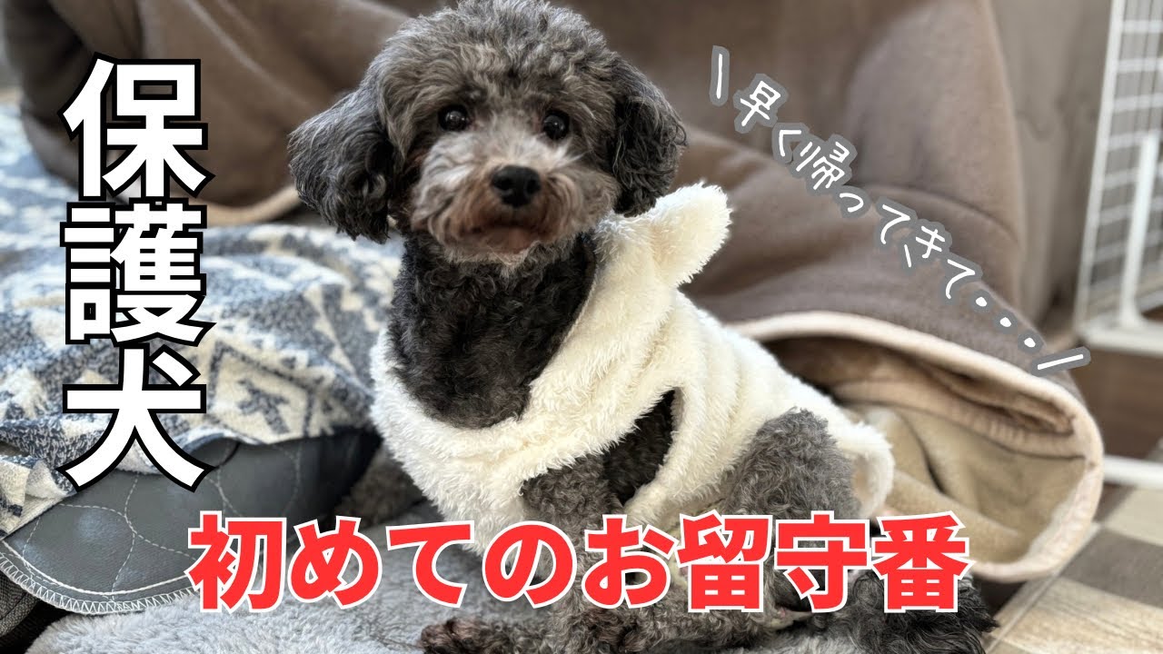 保護犬、初めてのお留守番🏠｜ケージ慣れ｜vlog【Day3】