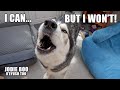 Husky Pretends To Do As He’s Told Then Does The Opposite!