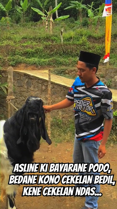 sing penting yakin #kambingetawa #etawakaligesing #kambing #goatmarket #peternak #etawa #kaligesing